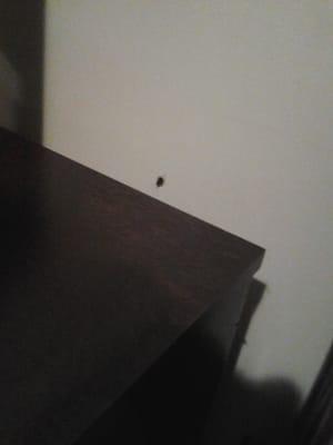 another cockroach on the dresser