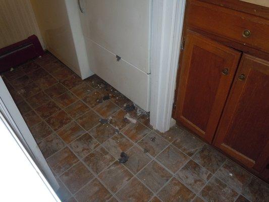 mess made by rats in bathroom