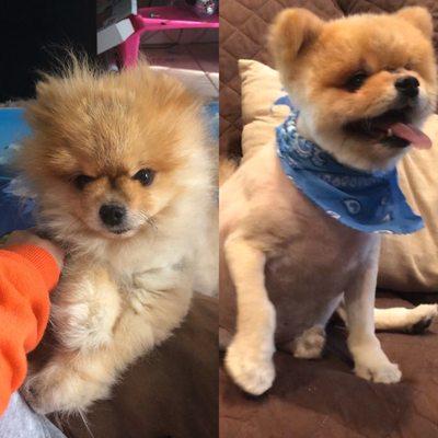 Oscar- before and after!