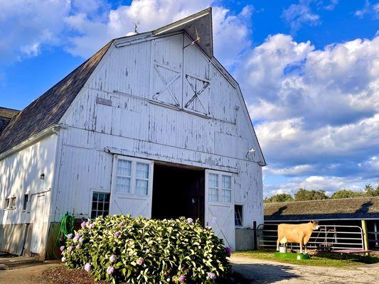 Dairy barn