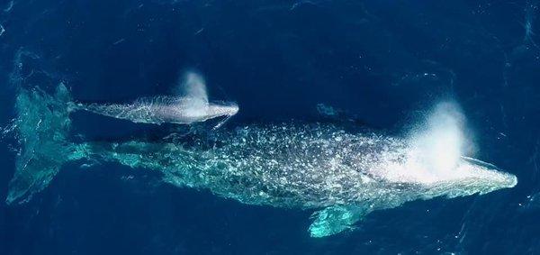 Mom and baby gray whale