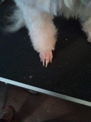 Before the pawdicure