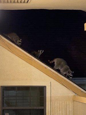 Adorable raccoon family living on the roof (you can decide if this is a positive or a negative lol)