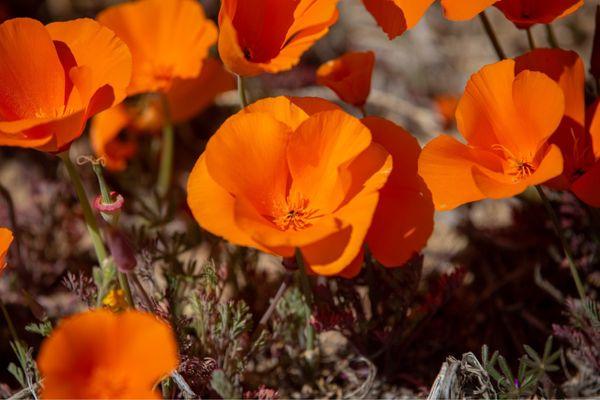 Antelope Valley California Poppy Reserve