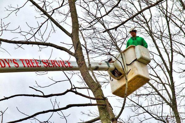 Tree service