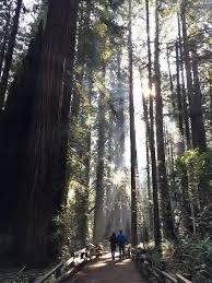 Muir Woods