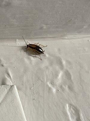 Cockroach above bathroom sink hairdryer.