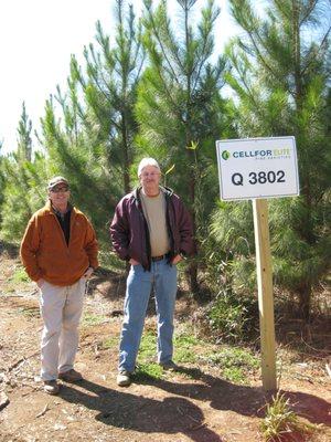 Stewart and Gatlin inspecting some 3 year old improved loblolly seedlings