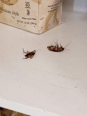 2 roaches in pantry