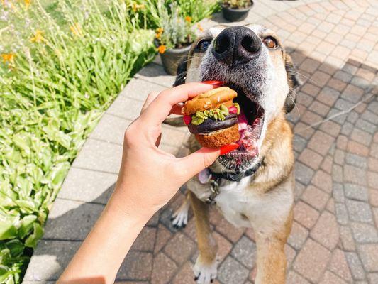 Three Dog Bakery