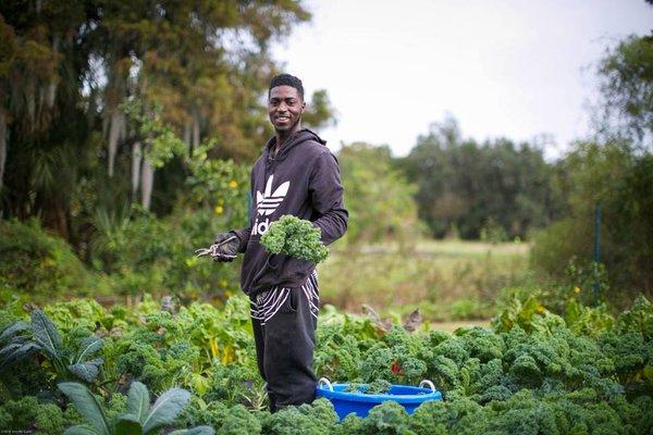 Fellow employed at Grow Dat harvesting kale for sale at market.