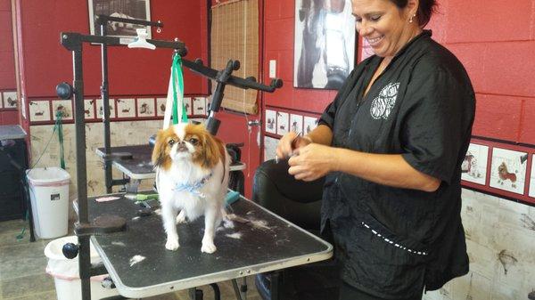 Dog groomimg at Happy Tails