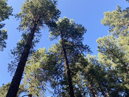 Did I mention tall trees and that gorgeous blue sky?