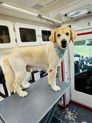 Doggie Detailers Mobile Grooming