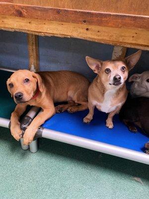 Buddies hanging out under the counter.