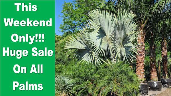 THIS WEEKEND ONLY!!!
 Sale On Palm Trees!!!
Join us this weekend for a huge sale at Palm Professionals Tropical Nursery