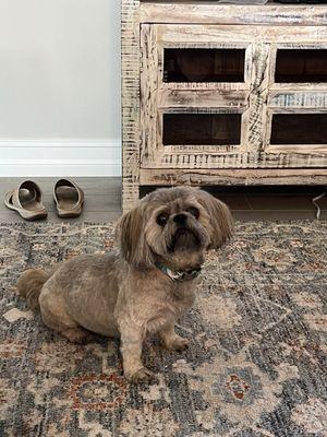 Molly after her grooming appointment. Looking great and happy to show off.