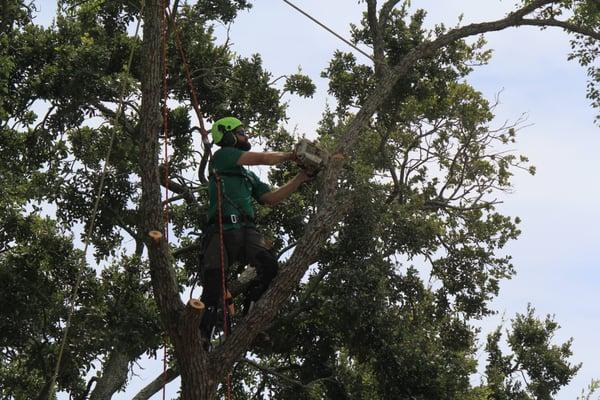 Tree Removal In Dunedin,Fl