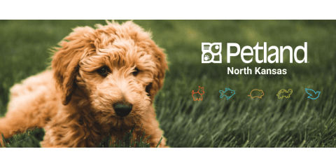 Petland North Kansas City