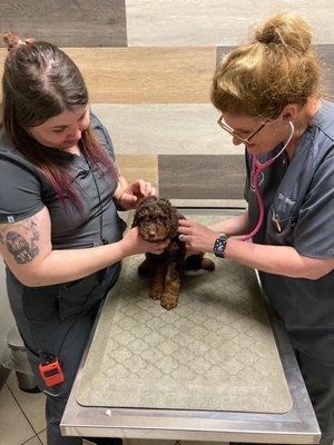 Puppy checkup!