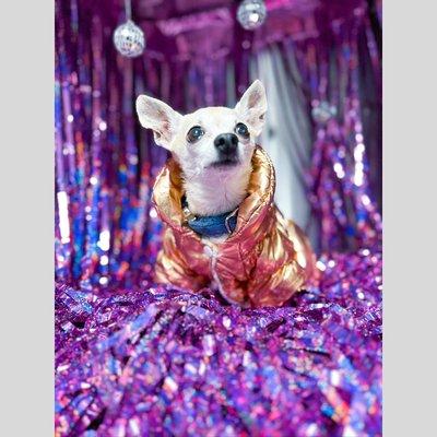 This pup is ready for the disco posing in front of our disco backdrop!