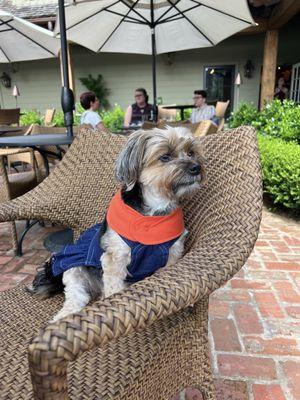 Havana checking out the ducks on the Market Patio.