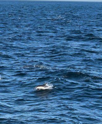 Bar Harbor Whale Watch