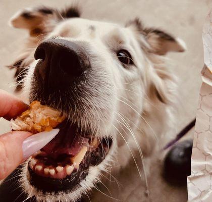 dog enjoying chicken fingers