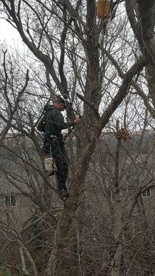 Hummel Tree Service