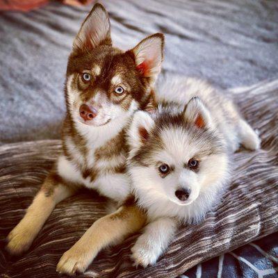 My two Pomsky pups, Kaia and Kona.