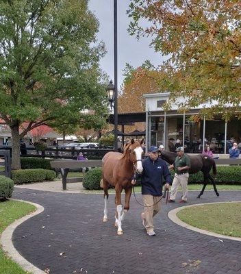 Weanlings on parade