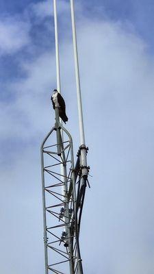 Osprey in the parking lot