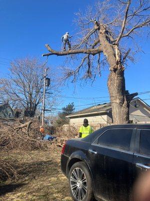 tree services en  Detroit Mi, Tree trimming in Detroit Mi, Palm Services in Detroit Mi