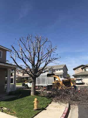 Shaping up Peppertree