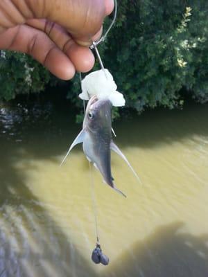 Baby catfish.. where's mama!