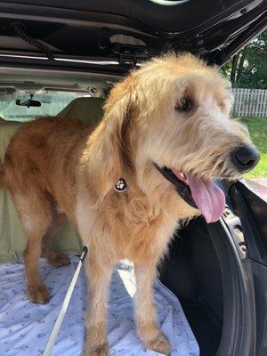 My Labradoodle Gus, a pampered pooch