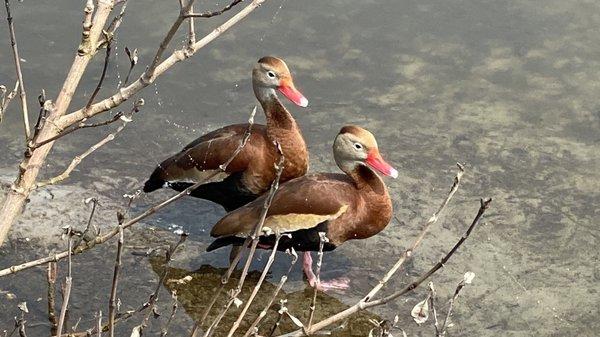 Whistling Ducks