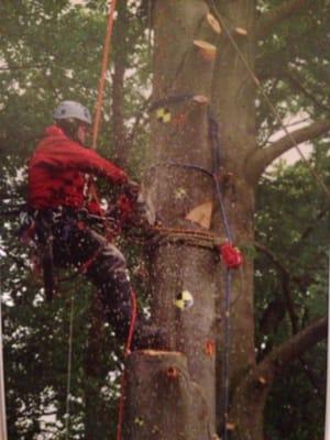 Tree rigging