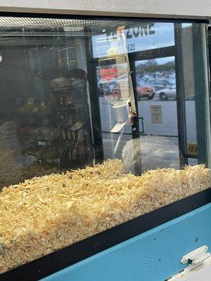 chinchilla in a hamster enclosure.