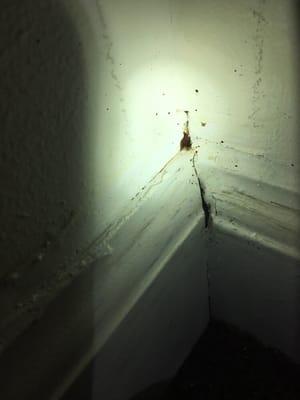 Bedbugs hanging out near cracks & crevices in the baseboard of a recent client