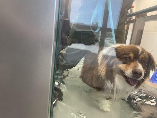 Oliver in the water treadmill !