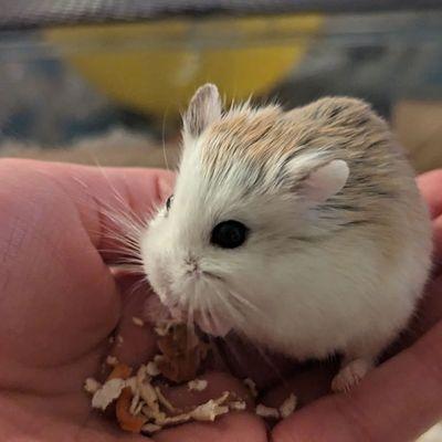 My little hamster before she passed away