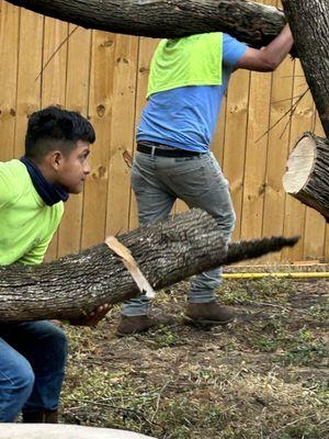 Joe's Tree Care