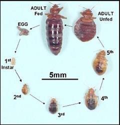 Bedbugs...the easiest bug to bring home...the hardest one to get rid of...