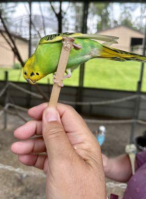 The parakeet house was a lot of fun