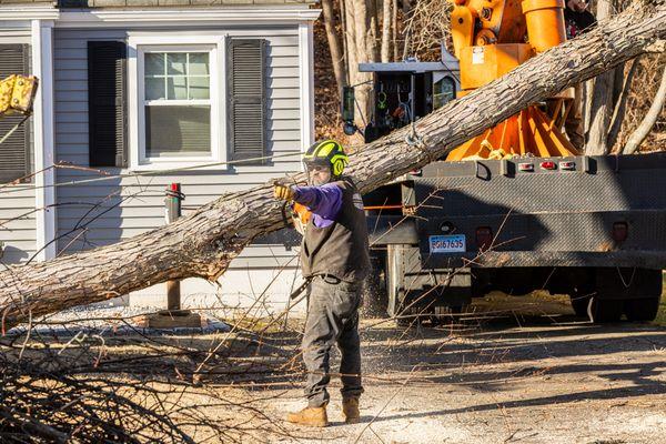 Jandreau's Tree Service