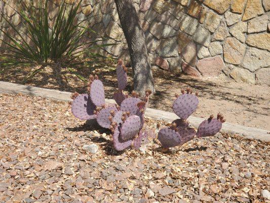 Purple cactus