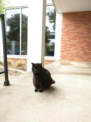 Calvin the church cat