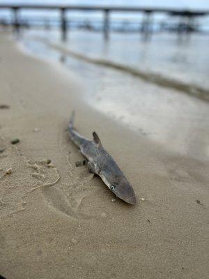 Curious finds while walking the shoreline