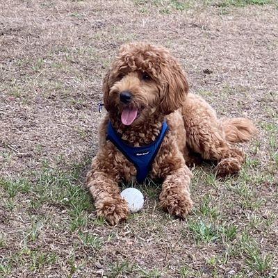 Gus loves playing with the other dogs at dog park and his favorite thing chasing the balls !